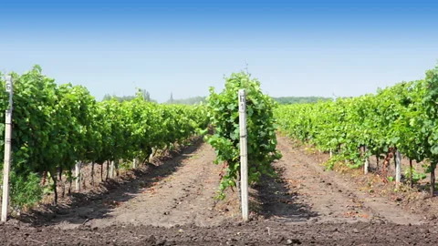Rows of the vineyard 動画素材 106460108