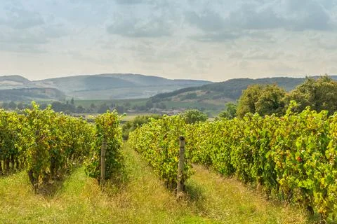 Rows of vineyard grape plants with cloudy sky in Bourgogne, France, beautiful Stock Photos