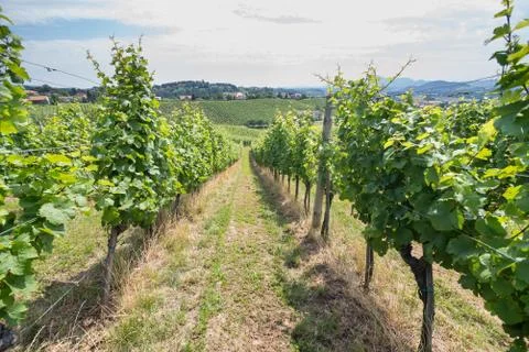 Rows of vineyard grape vine in sunshine Stock Photos