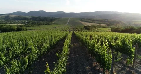Rows Of Vineyard Grape Vines. Aerial View Stock Footage 90919071