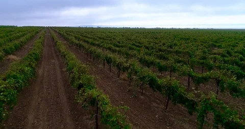 Rows Of Vineyard Grape Vines. Aerial View Stock Footage 122505320