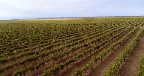 Rows Of Vineyard Grape Vines. Aerial View Stock Footage 122505456
