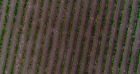 Rows Of Vineyard Grape Vines. Aerial View Stock Footage 122505573