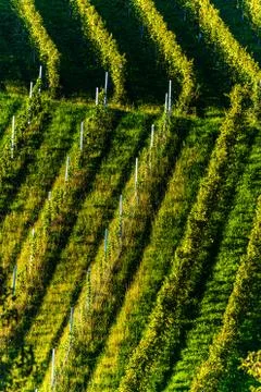 Rows Of Vineyard Grape Vines. Autumn Landscape. Austria south Styria . Abstra Stock Photos