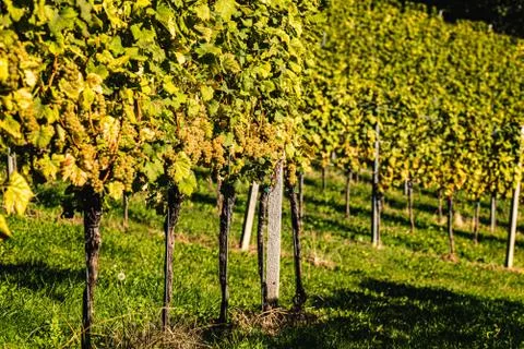Rows Of Vineyard Grape Vines. Autumn Landscape. Austria south Styria . Stock Photos