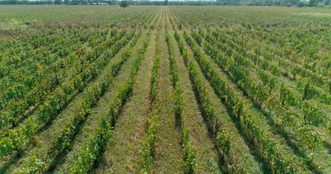 Rows of vineyard, Grapes, Aerial shot on vineyeard Stock Footage 158519940