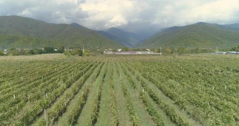 Rows of vineyard, Grapes, Aerial shot on vineyeard Stock Footage 158520145