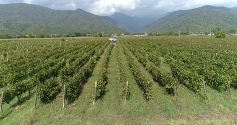 Rows of vineyard, Grapes, Aerial shot on vineyeard Stock Footage 158520159