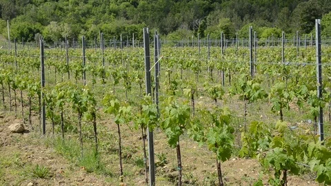 Rows of vineyard grapes in early spring at sunny day. Bunch of young grapes Stock Footage 114325378