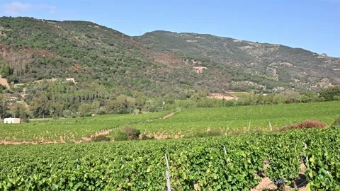 Rows of a vineyard with mountains in the background. Agriculture. Stock Footage 285433422