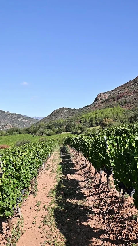 Rows of a vineyard with mountains in the background. Agriculture. Stock Footage 285531493
