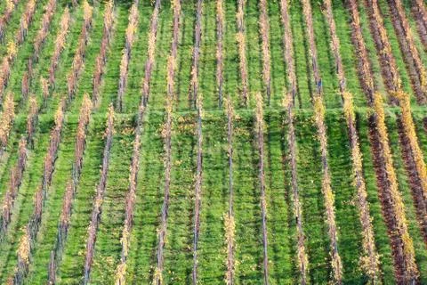 Rows of vineyard Stock Photos