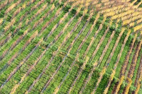 Rows of vineyard Stock Photos