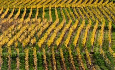 Rows of vineyard Stock Photos