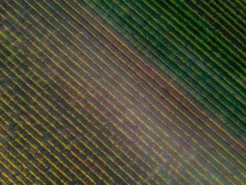 Rows of a vineyard Stock-Fotos