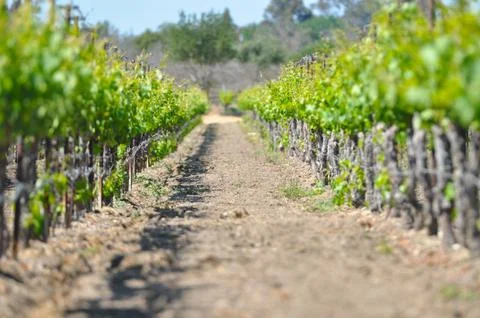 Rows of vineyard plants Stock Photos