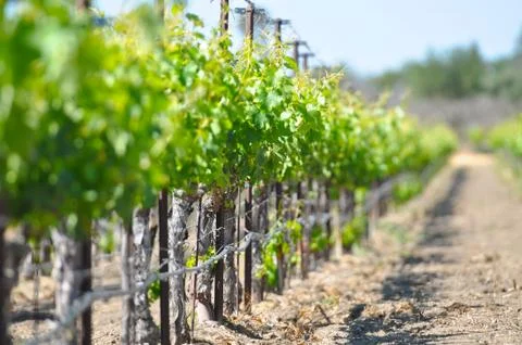 Rows of vineyard plants Stock Photos