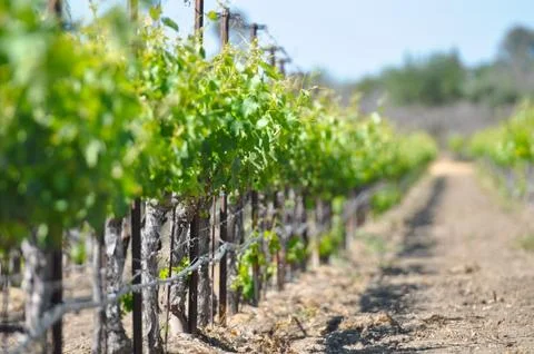 Rows of vineyard plants Stock Photos