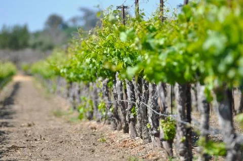 Rows of vineyard plants Stock Photos