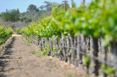 Rows of vineyard plants Stock Photos