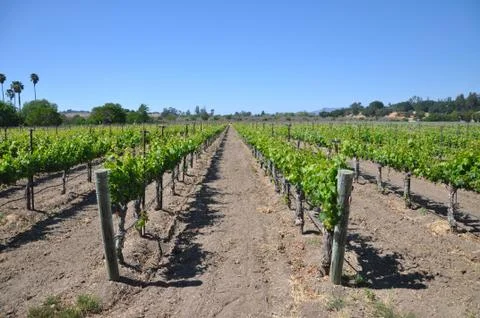 Rows of vineyard plants Stock Photos