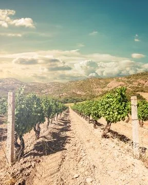 Rows of a vineyard at sunset with mountains in the background. Agriculture. Stock Photos