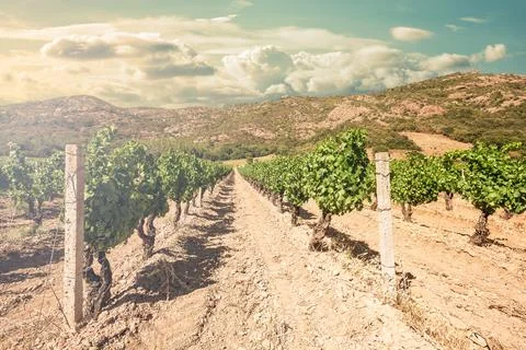 Rows of a vineyard at sunset with mountains in the background. Agriculture. Stock Photos