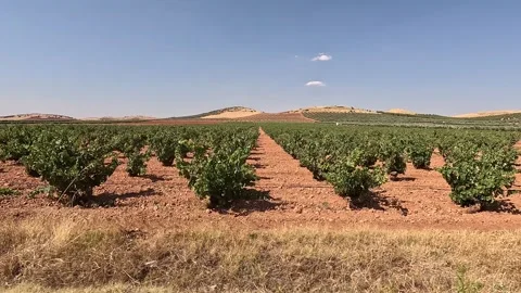 Rows of vineyard trees from a moving car Stock Footage 283276201