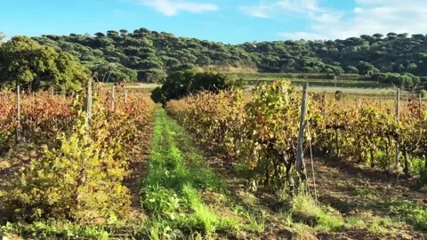 Rows of vineyards against a backdrop of picturesque hills from camera on Stock Footage 323197568