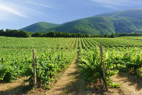 Rows of vineyards on the background of mountain slopes near the village of Ab Foto stock