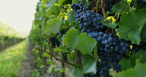 Rows of vineyards with blue grapes Stock Footage 94969282