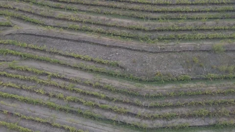 Rows of vineyards, drone view Stock Footage 260878999