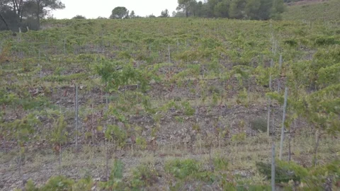 Rows of vineyards, drone view Stock Footage 299448848