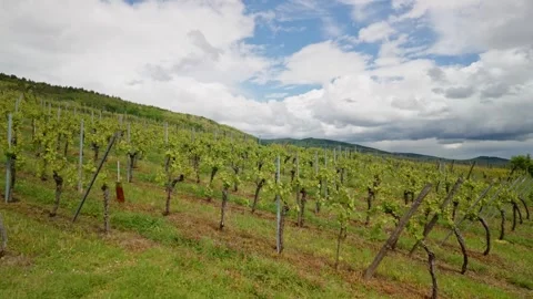 Rows of vineyards on a hillside under a cloudy summer sky Stock-Footage 336909988