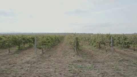 Rows of vineyards in a huge field Stock Footage 263411900