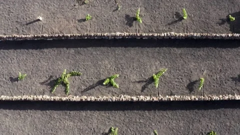 Rows of vineyards over black sand. Aerial perpendicular view. Drone. Stock-Footage 194558370