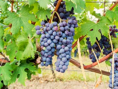 Rows of the vineyards Stock-Fotos