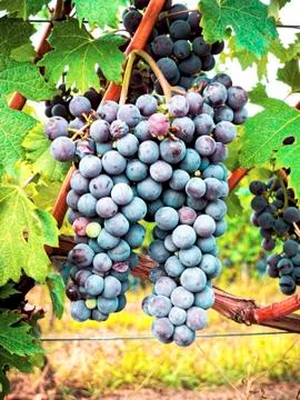 Rows of the vineyards Stock Photos