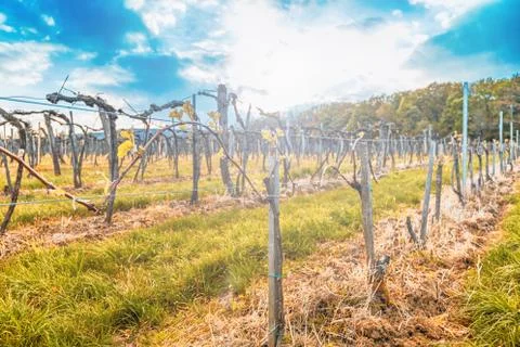 Rows of vineyards Stock Photos