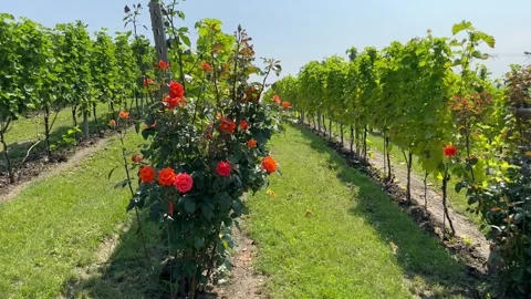 Rows of vineyards with rose bushes Video stock 247408047