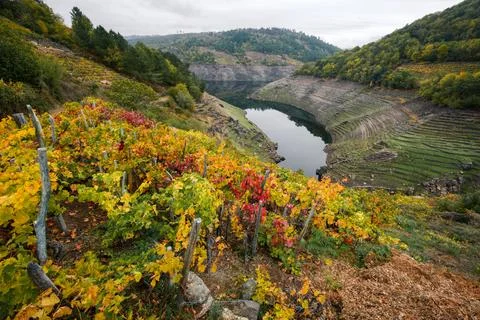 Rows of vineyards on the slopes of a river Stock Photos