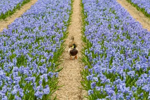 Rows of Violet Hyacith with Ducks Stock Photos