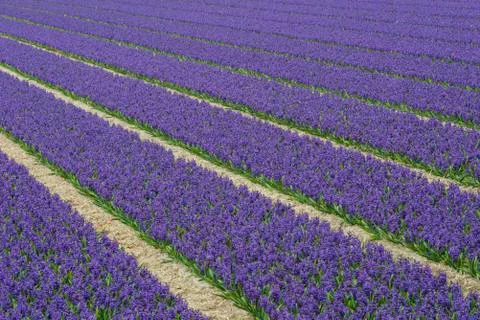 Rows of Violet Hyacith Stock Photos