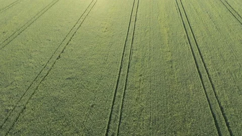 Rows of wheat field crop from above 4K aerial video Stock Footage 132877655