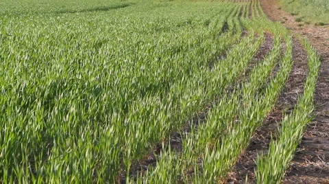 Rows Of Wheat Seedlings Stock-Footage 5089947
