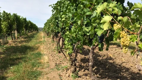 Rows of white and dark grape on vine trunks in vineyard Video stock 93801107