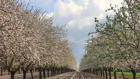 Rows of White and Pink full bloom Almond trees. Stock Footage 125486015
