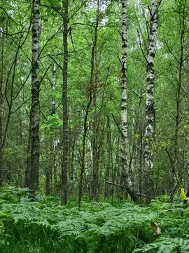 Rows of white-bark birches in forestry, industrial utilization and ecology Stock Photos