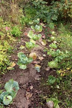 Rows of white cabbage in a vegetable garden on an autumn day Stock Photos