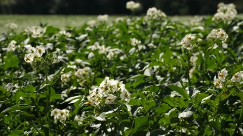 Rows of white flowering potatoes sway in the wind, summer, sunny, close-up Stock Footage 222932443